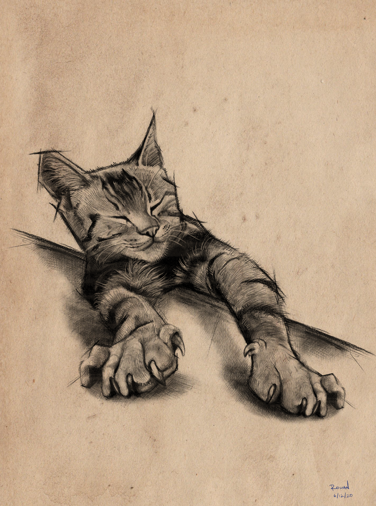 Stretchy Cat Print
