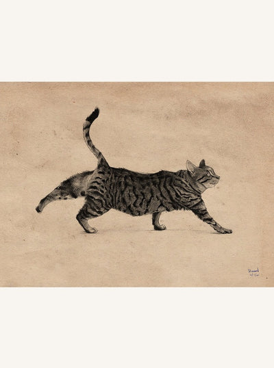 Wandering Cat Print